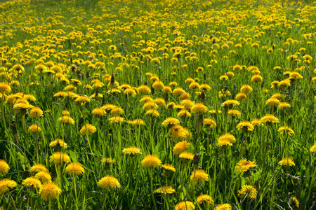 Field of blooming dandelions in a beautiful sunny spring morning. Selective focusの写真素材
