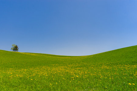 Slovenian countryside in spring with blue sky and field of blooming dandelions. Sunny morning in Slovenia.の写真素材