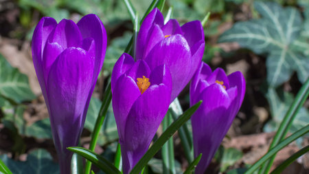 Blooming purple crocus flowers, first spring flowers in the forestの写真素材