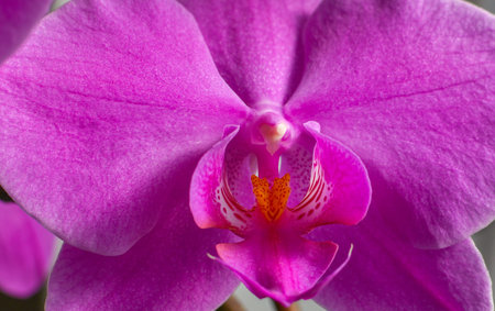 Close up detail of a beautiful blooming pink orchid flower, selective focusの写真素材