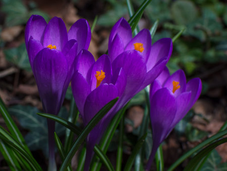 Blooming purple crocus flowers, first spring flowers in the forestの写真素材