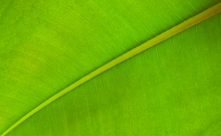 Detail of a vivid green ficus leaf against sunlight, selective focus. Tropical flower ficus elastica close up.の写真素材