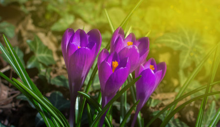 Blooming purple crocus flowers, first spring flowers in the forest and beautiful morning light, selective focus.の写真素材