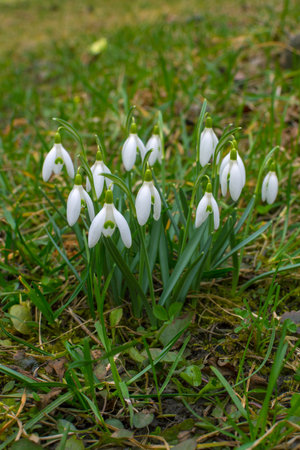 White and delicate snowdrop flower in early spring, selective focus.の写真素材