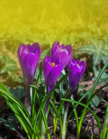 Blooming purple crocus flowers, first spring flowers in the forest and beautiful morning light,...
