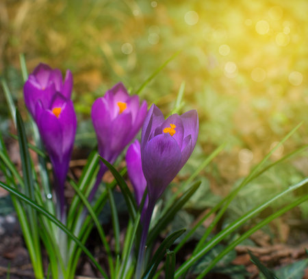 Blooming purple crocus flowers, first spring flowers in the forest and beautiful morning light, selective focus.の写真素材