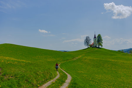 Slovenia - April 24, 2018: Slovenian countryside in spring with charming little church on a hill and blooming dandelions and daffodils wildflowers. Sunny spring morning in Slovenia.のeditorial素材