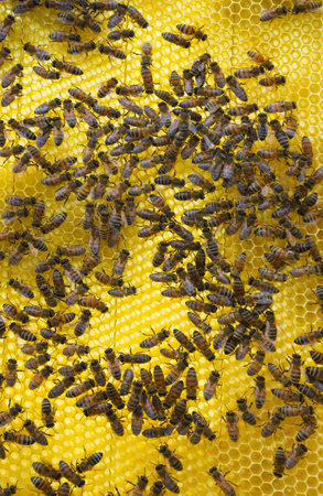 Close up of bees on honeycomb in beehive, selective focusの写真素材