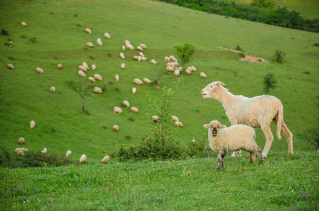 Sheep and lamb in a rural landscape, in spring, in Romaniaの写真素材
