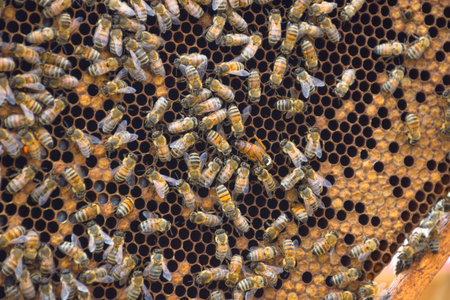 Close up of bees on honeycomb in beehive, selective focusの写真素材