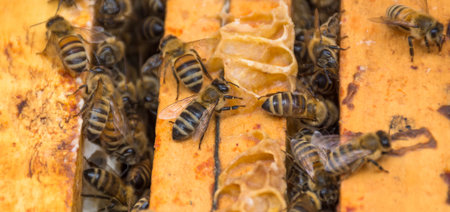 Close up of bees on honeycomb in beehive, selective focusの写真素材