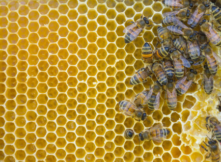 Close up of bees on honeycomb in beehive, selective focusの写真素材