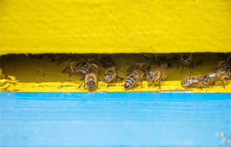 Close up of bees in the hive, selective focus