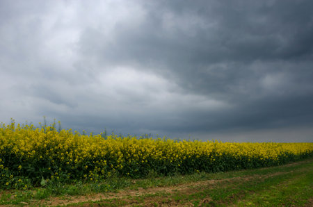 Blossoming field of yellow rapeseed field and a stormy spring day, in Romania.