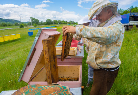 Salaj, Transylvania region, Romania - May 16, 2018: Beekeeper inspecting honeycomb frame at apiary, holding a honeycomb full of bees.のeditorial素材
