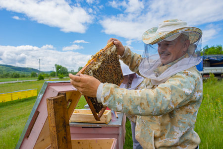 Salaj, Transylvania region, Romania - May 16, 2018: Beekeeper inspecting honeycomb frame at apiary,...