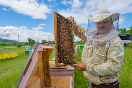 Salaj, Transylvania region, Romania - May 16, 2018: Beekeeper inspecting honeycomb frame at apiary, holding a honeycomb full of bees.のeditorial素材
