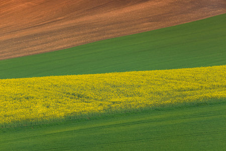 Beautiful and colorful abstract landscape, with rolling hills, green wheat fields and yellow rape fields in South Moravia, Czech Republicの写真素材