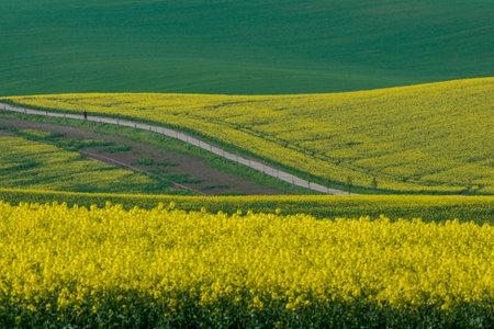 Beautiful and colorful abstract landscape, with rolling hills, green wheat fields and yellow rape fields in South Moravia, Czech Republicの写真素材