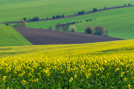 Beautiful and colorful abstract landscape, with rolling hills, green wheat fields and yellow rape fields in South Moravia, Czech Republicの写真素材