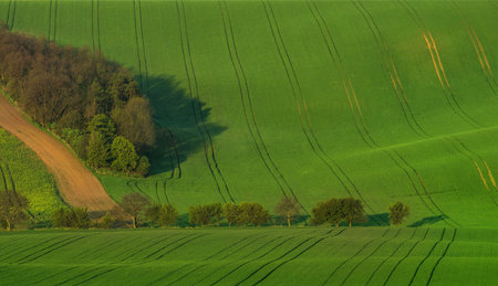 Beautiful and colorful abstract landscape, with rolling hills and green wheat fields in South Moravia, Czech Republicの写真素材