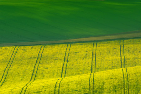 Beautiful and colorful abstract landscape, with rolling hills, green wheat fields and yellow rape fields in South Moravia, Czech Republicの写真素材