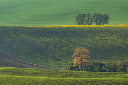 The small white Santa Barbara chapel surrounded by rape and wheat fields. Beautiful abstract colorful landscape with rolling hills in South Moravia, Czech Republic.の写真素材