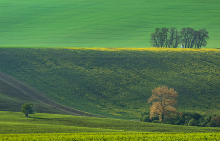 The small white Santa Barbara chapel surrounded by rape and wheat fields. Beautiful abstract colorful landscape with rolling hills in South Moravia, Czech Republic.の写真素材