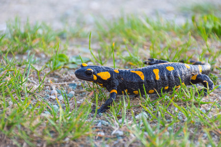 European fire salamander (Salamandra salamandra), a black yellow spotted amphibian in its natural habitatの写真素材