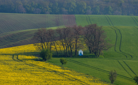 The small white Santa Barbara chapel surrounded by rape and wheat fields. Beautiful abstract colorful landscape with rolling hills in South Moravia, Czech Republic.の写真素材