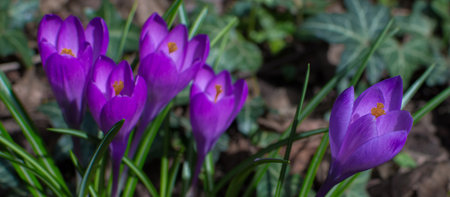 Blooming purple crocus flowers, first spring flowers in the forestの写真素材