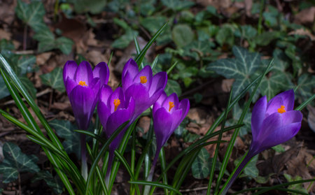 Blooming purple crocus flowers, first spring flowers in the forest