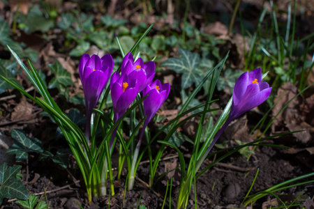 Blooming purple crocus flowers, first spring flowers in the forestの写真素材