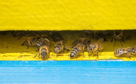 Close up of bees in the hive, selective focusの写真素材
