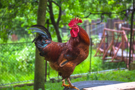 Beautiful colorful rooster standing in backyard in the countrysideの写真素材