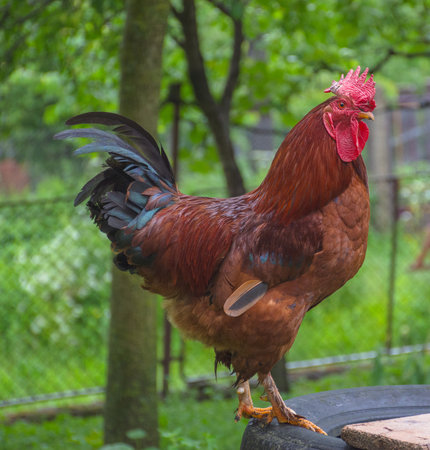 Beautiful colorful rooster standing in backyard in the countrysideの写真素材