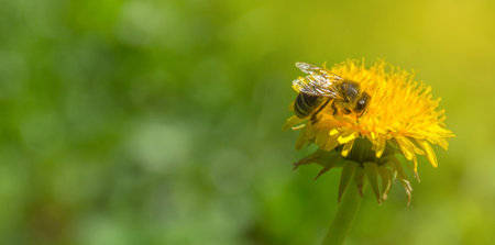 Bee full of pollen collecting nectar on a wild yellow dandelion flower, blurred green spring...