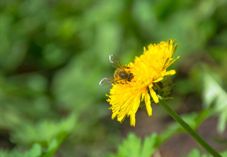 Bee full of pollen collecting nectar on a wild yellow dandelion flower, blurred green spring backgroundの写真素材