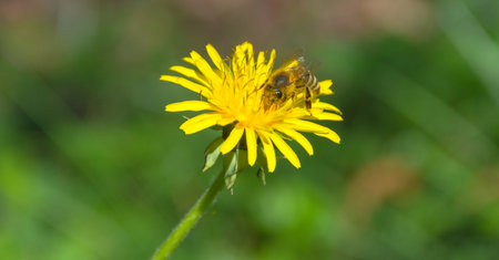 Bee full of pollen collecting nectar on a wild yellow dandelion flower, blurred green spring...