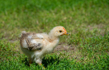 Little cute baby turkey standing in the grassの写真素材