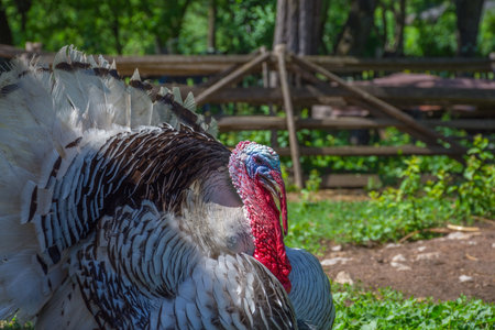 Beautiful male turkey in rural countrysideの写真素材