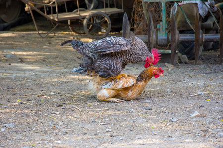 Chicken and rooster mating, rural countryside backgroundの写真素材