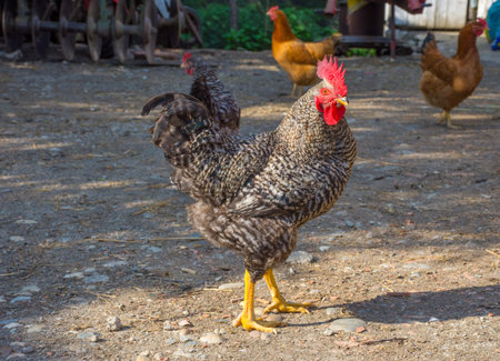 Chickens and roosters in the countrysideの写真素材