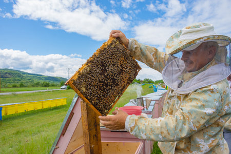 Salaj, Transylvania region, Romania - May 16, 2018: Beekeeper inspecting honeycomb frame at apiary, holding a honeycomb full of bees.のeditorial素材