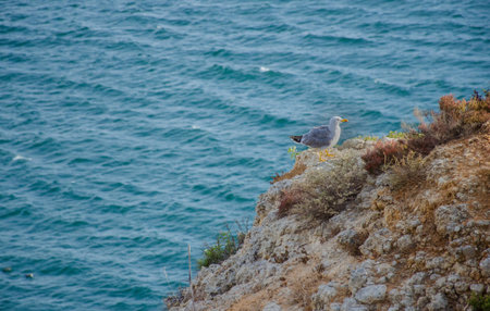 Seagull on the cliffs, in Lagos, Western Algarve coast, Portugal.の写真素材