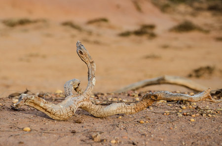Wild and undiscovered beaches and cliffs in the Algarve's West Coast, near Lagos, Portugal.の写真素材