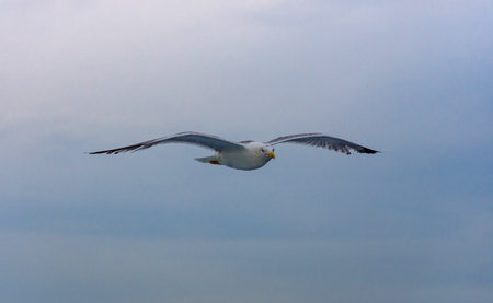 Seagull in flight over the Mediterranean seaの写真素材