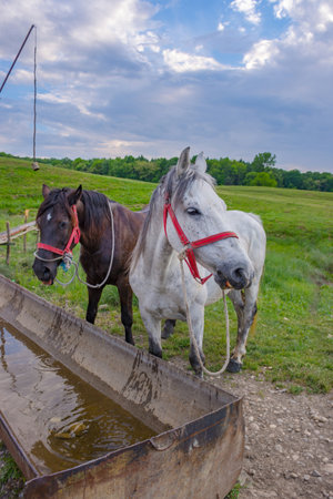 Horses drinking cold water from a water tank in a meadow near a farm in countrysideの写真素材