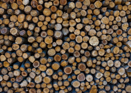 Chopped down tree trunks stacked in a storage yardの写真素材