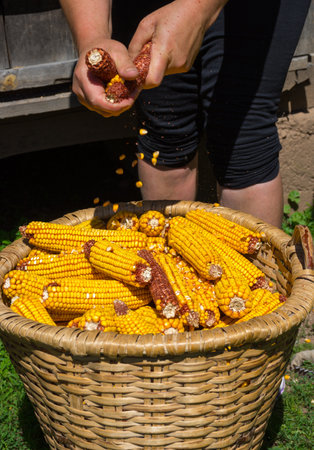 Farmer hands peeling yellow corn manually after harvest in a rural village in Transylvania, Romaniaの写真素材